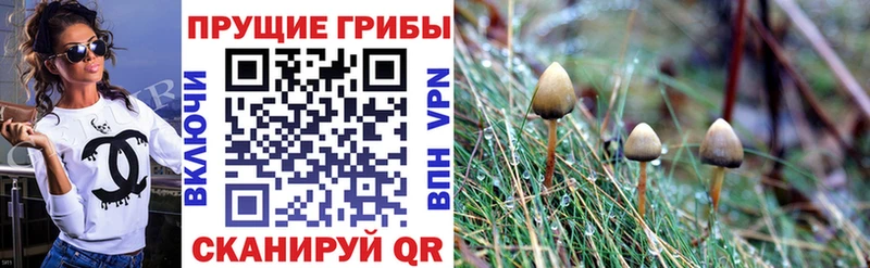 Псилоцибиновые грибы Magic Shrooms  Купить закладки  Гудермес 